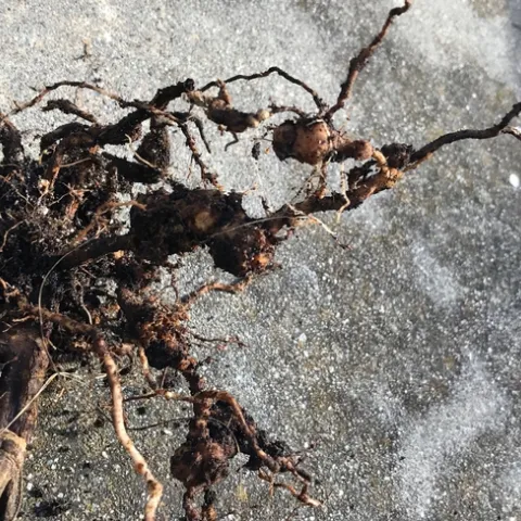 Tomato roots infested with RNK. photos by Karen Metz
