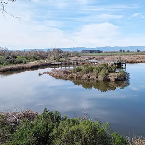 This is the wetland area in Cache Creek conservatory which is adjacent to the Tending and Gathering Garden. (Photo by Geoffrey Attardo)