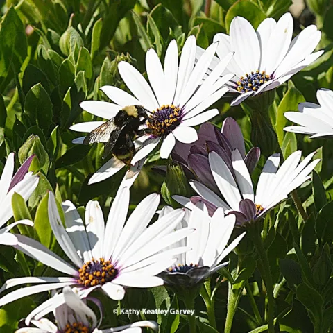 A bumble bee, Bombus vosnesenskii, foraging on trailing African daisies at the Matthew Turner Shipyard Park, Benicia. (Photo by Kathy Keatley Garvey)