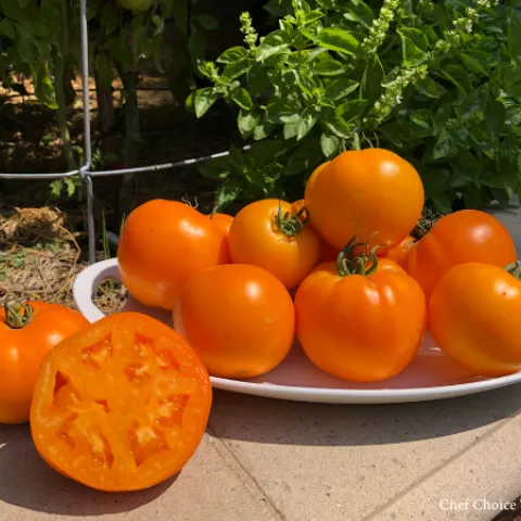 Beautiful, juicy slicing tomato