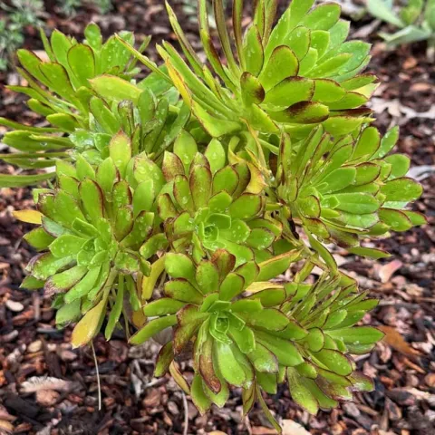 Aeonium arboreum (Tree aeonium). Laura Kling