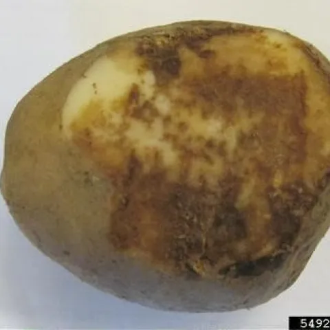 Potato showing dark marks and rotting.