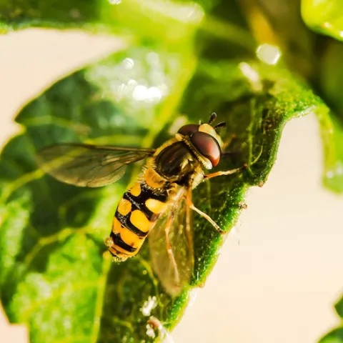 April – Syrphid flies attack aphids.