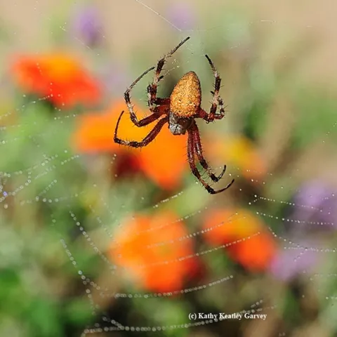 A redfemured spotted orbweaver, Neoscona domiciliorum, visiting a pollinator garden in Vacaville, Calif. (Photo by Kathy Keatley Garvey)