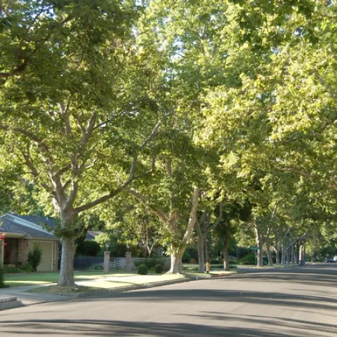 Sycamores on Elm St., Woodland. photo by Steve Radosevich