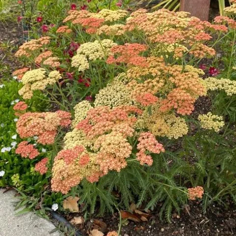 Sun-loving yarrow (Achillea millefolium ‘Salmon Beauty’) is a beautiful, heat-tolerant plant for full sun locations. (Photo by Kathy Ikeda, © 2022)