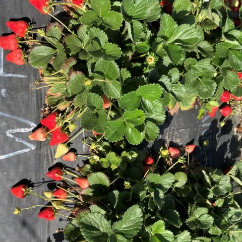 Abundant strawberries on plants in an organic field