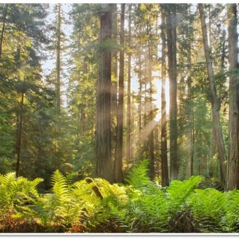 A selectively managed Mendocino Redwood Company (MRC) redwood forest. Credit: J.Andersen.