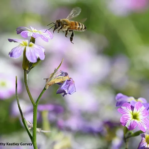 It's spring! A honey bee heads toward a Virginia stock blossom, Malcolmia maritima. (Photo by Kathy Keatley Garvey)