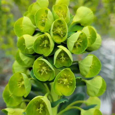 Flowering head of Euphorbia characias. Jeanette Alosi