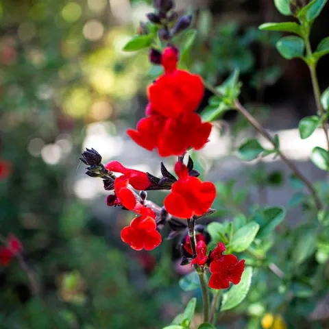 "Salvia Greggii 'Royal Bumble'" by T. Christensen is licensed under CC BY-NC-ND 2.0.
