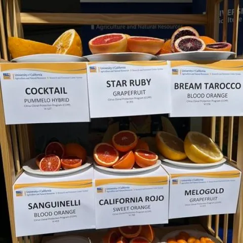 UC ANR presentó las distintas variedades de cítricos que producen.