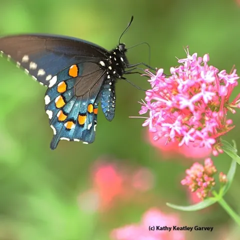 A pipevine swallowtail nectaring on Jupiter's beard in Vacaville. (Photo by Kathy Keatley Garvey)