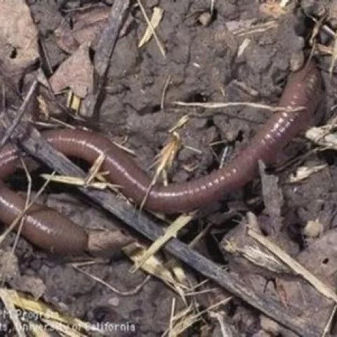 Photo of a garden earthworm
