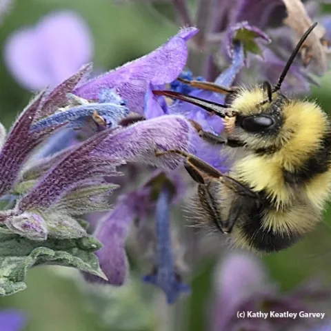 Yellow and black bumble bee on a purple flower.