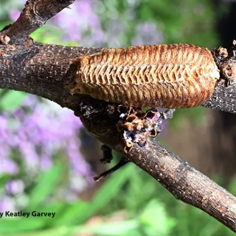 An egg case or ootheca of a praying mantis. Mama, a Stagmomantis limbata, deposited it on a redbud tree.(Photo by Kathy Keatley Garvey)