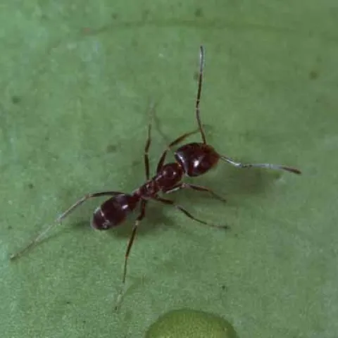 Adult Argentine ant. Jack Kelly Clark, UC IPM Program