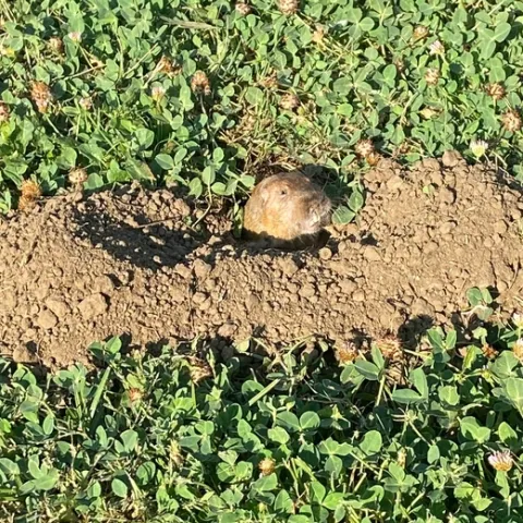 A gopher poking it's head out of a mound of dirt in a lawn.