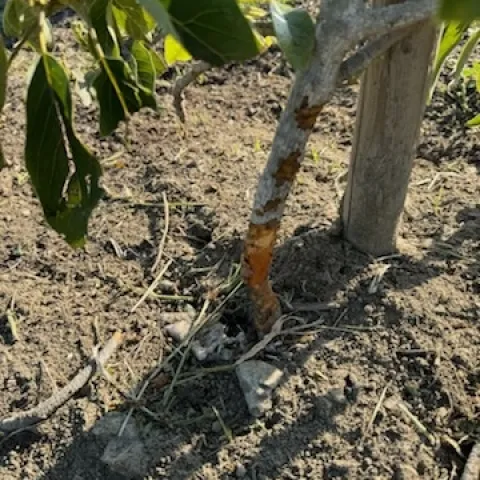 avocado trunk damge 5