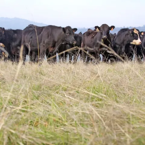 Cattle at Sierra Foothill Research and Extension Center