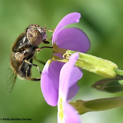 The lagoon fly is a syrphid fly, Eristalinus aeneus. This one is foraging on Virginia stock (Malcolmia maritima), in a Vacaville garden. (Photo by Kathy Keatley Garvey).