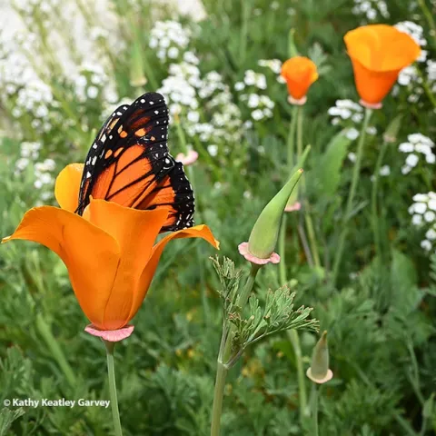 Color them orange: A California golden poppy and a monarch butterfly in a Vacaville garden. (Photo by Kathy Keatley Garvey)