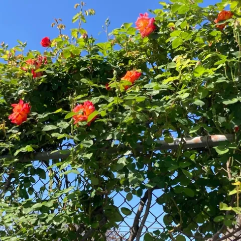 Climbing coral roses on a chain link fence.