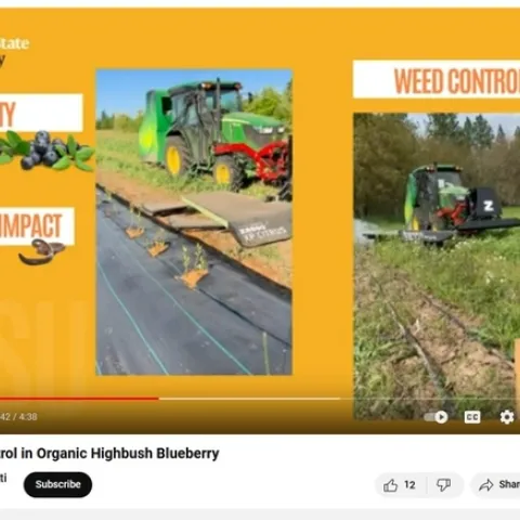 OSU elec weed control in blueberry