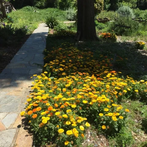 Calendula Ground Cover