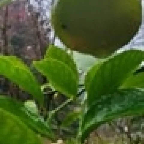 Green Meyer Lemon on a tree with blossoms.