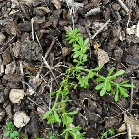 Catchweed bedstraw. photo by Jennifer Baumbach