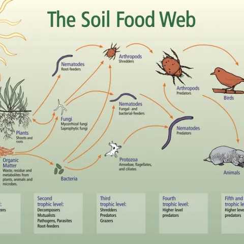 soil food web image