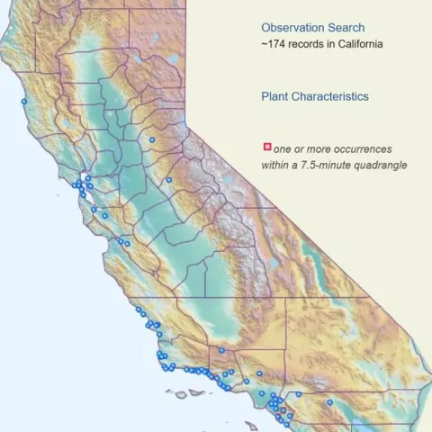 feathertop distribution