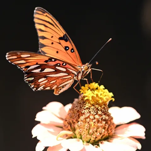 Gulf Fritillary, Agraulis vanillae, foraging on a zinnia in a Vacaville garden. (Photo by Kathy Keatley Garvey)