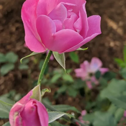 Rose named Alice Hamilton Pink Semidouble Antique Rose