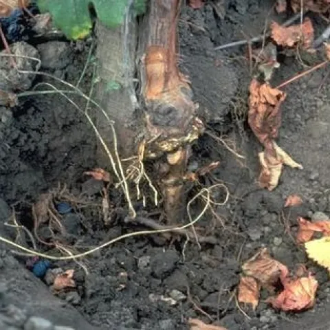 Trunk damaged by Phytophthora crown rot, Phytophthora root rot. Credit: Amand N. Kasimatis