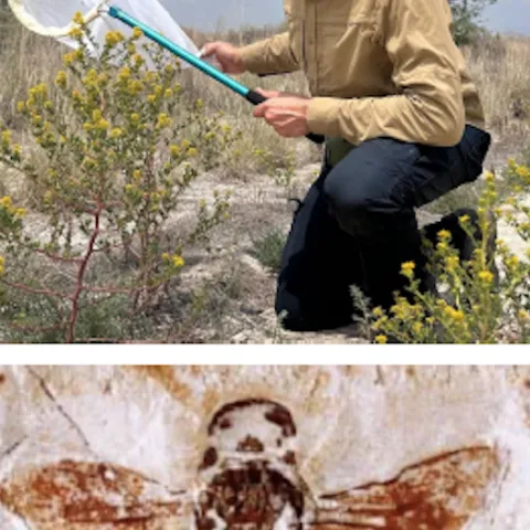 Eduardo Almeida, an associate professor at the University of São Paulo, Brazil, will speak on “The Evolutionary History of Bees in Time and Space" on April 8 at UC Davis.