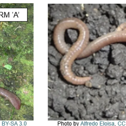 Two images of worms