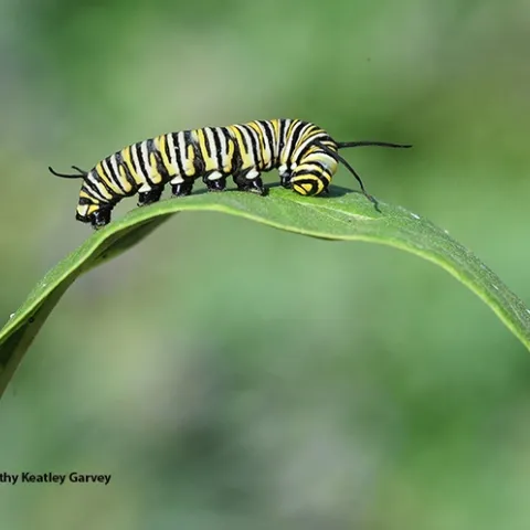 A monarch caterpillar crawling on a milkweed leaf. (Photo by Kathy Keatley Garvey)