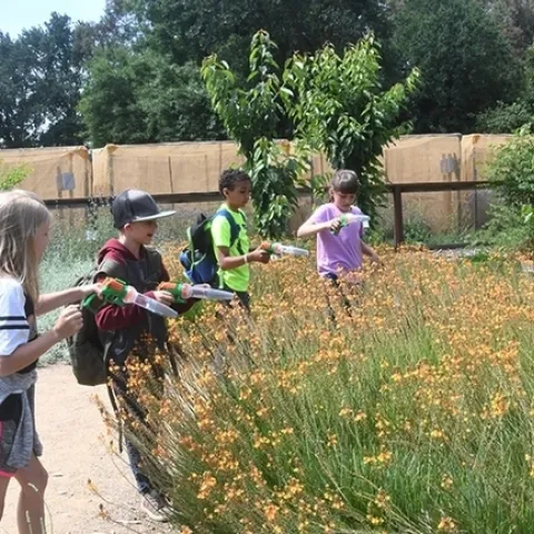 An educational and fun activity: the catch-and-release bee activity at the UC Davis Bee Haven. (Photo by Kathy Keatley Garvey)