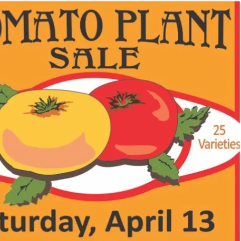 Tomato Sale
