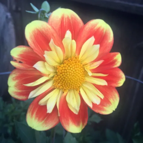 Pooh dahlia. photo by Jennifer Baumbach