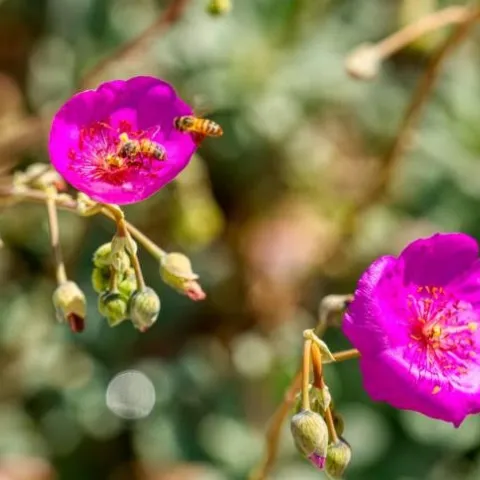 Brilliant pink flowers with show with two bees seeking nectar in the blooms.