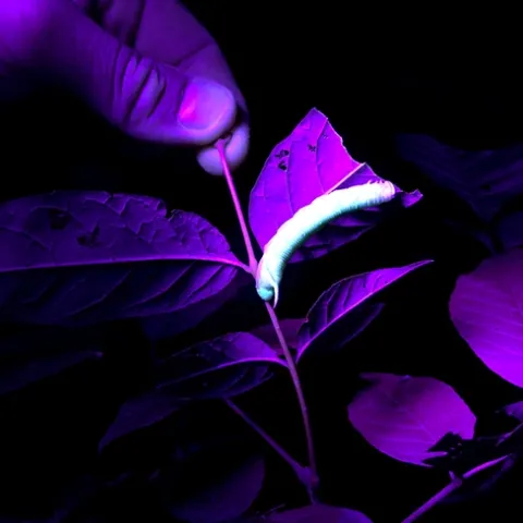 A waved sphinx (Ceratomia undulosa) caterpillar glows under ultraviolet light. (Photo by Grace Horne)