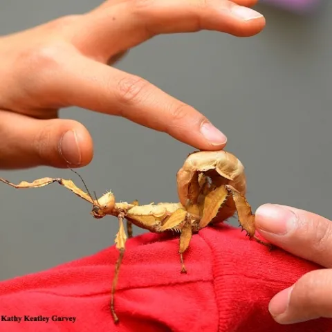 Stick insects, aka walking sticks, will be part of the Bohart Museum of Entomology's petting zoo in a pop-up tent at Briggs Hall during the UC Davis Picnic Day. The Bohart Museum headquarters in the Academic Surge Building will be closed on Picnic Day. The pop-up tent will showcase butterflies, bees and other specimens. (Photo by Kathy Keatley Garvey)