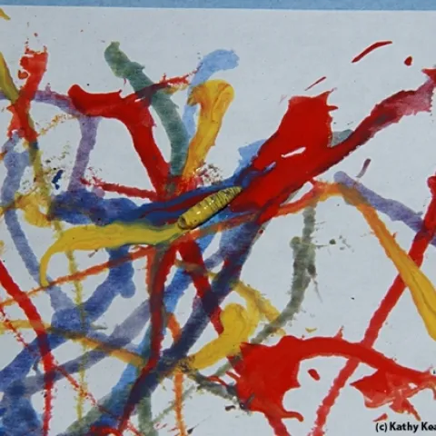 Maggot art in the making at a UC Davis Picnic Day event at Briggs Hall. (Photo by Kathy Keatley Garvey)