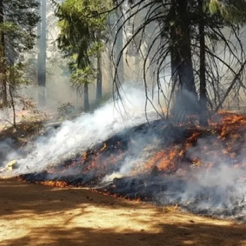 Después de veinte años de investigación, un grupo de expertos de la Universidad de California confirma que las estrategias de control de incendios forestales, como los incendios controlados y el raleo de restauración reducen los riesgos de incendios catastróficos.