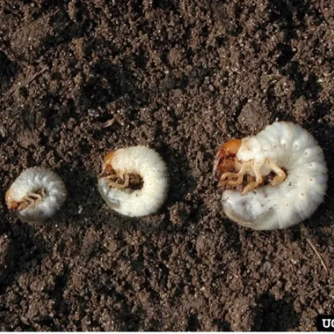 Three white grubs of varying sizes curled up in a c-shape on-top of dark brown soil.