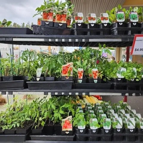 Cell packs of peppers, squash, tomatoes and eggplant can still be planted. Make sure they get enough water and do not dry out. (Photo: Flickr, CC BY-NC 2.0 DEED214)