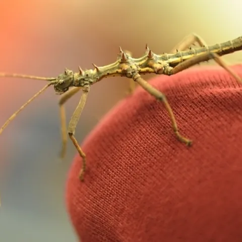 A thorny stick insect. (Photo by Kathy Keatley Garvey)